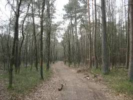 Fietsen of wandelen in de bossen.webp